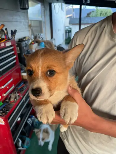 purebred corgi puppies, View more