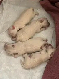 Pure blood Maltese puppies