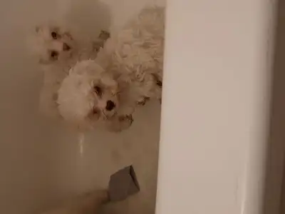 MALTESE / BICHON PUPPIES, View more