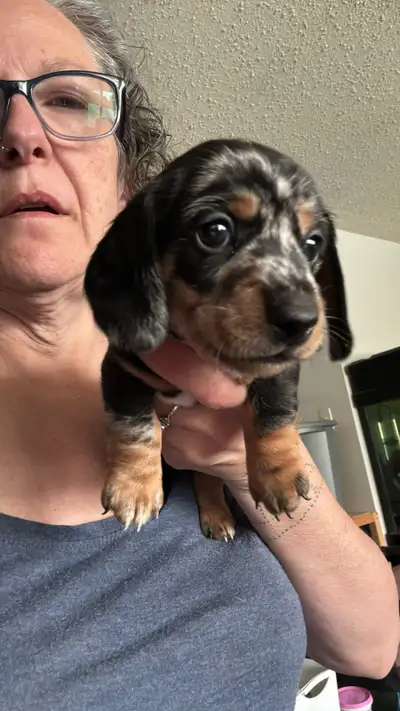 Pure bread miniature dachshund puppies. Henna & Nix DOB May 11 ready to go July 6. 1 smooth boy 2 lo...