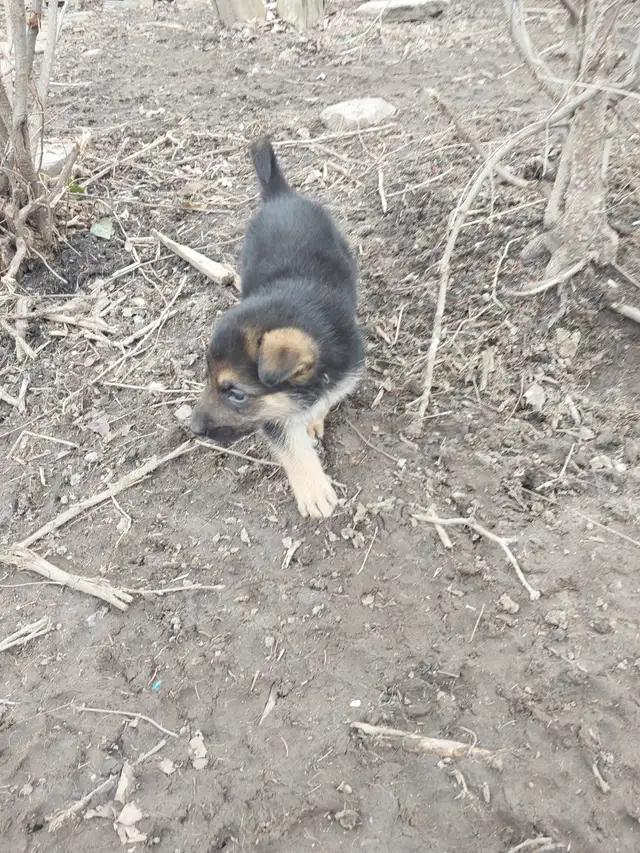 German Sheppard puppies in Dogs & Puppies for Rehoming in Mississauga / Peel Region - Image 19