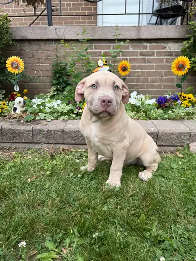 2 PUPPIES AVAILABLE - 1M & 1F, View more
