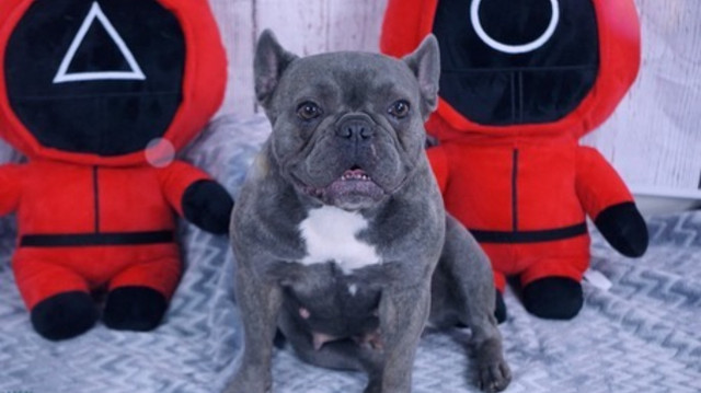 French Bulldog in Dogs & Puppies for Rehoming in Edmonton - Image 4