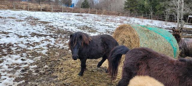 Miniature horse in Other in Markham / York Region - Image 2