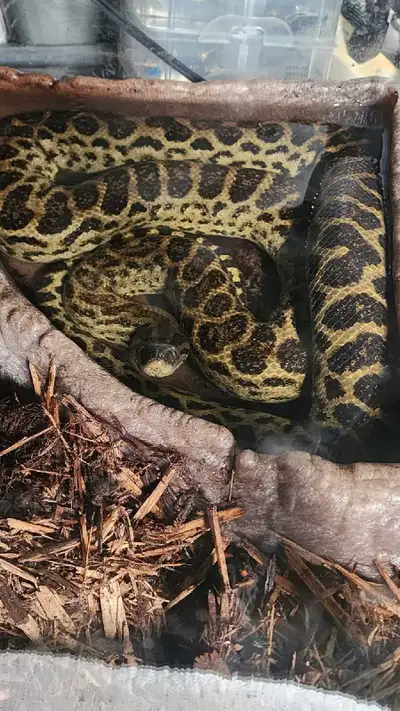 Sub adult female yellow anaconda , View more