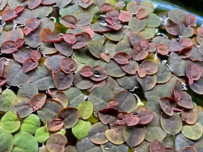 Red Root Floaters Aquatic Plant, Voir plus