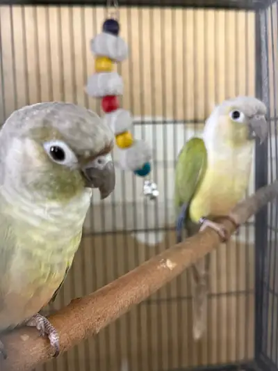mintcheek conure pair , View more