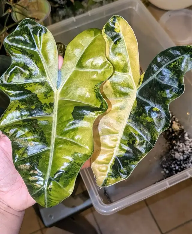 alocasia sanderiana/ nobilis in Plants, Fertilizer & Soil in City of Toronto - Image 4
