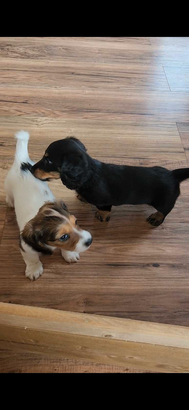 Longhaired Miniature Daschunds in Dogs & Puppies for Rehoming in Stratford - Image 3