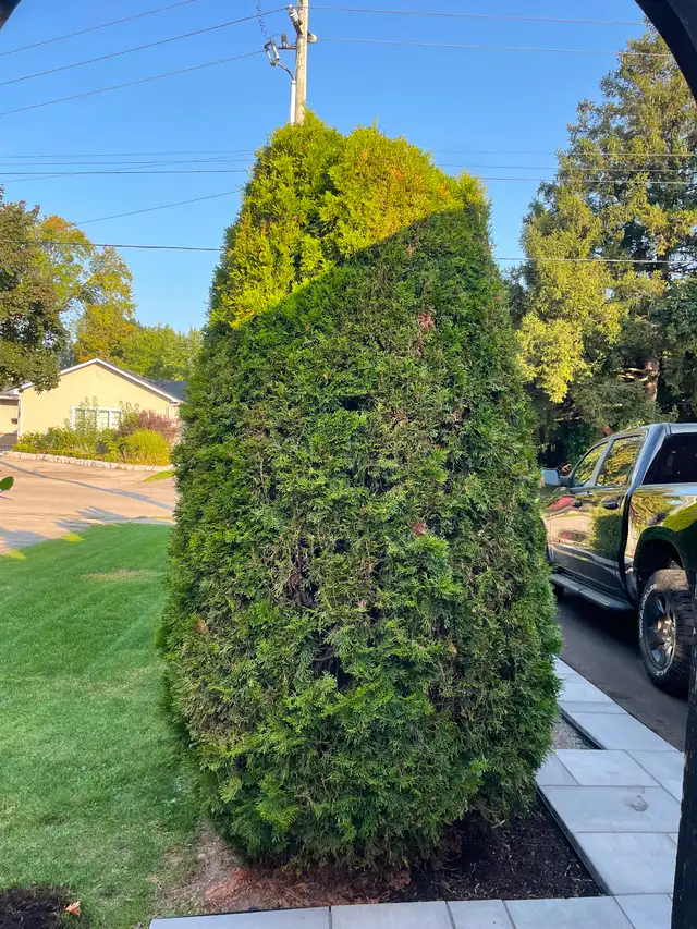 Cedar Hedge Trimming in Lawn, Tree Maintenance & Eavestrough in Oakville / Halton Region - Image 2