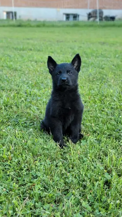 German Shepherd Puppies, View more