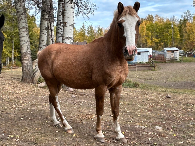 4 year old gelding - Pending Pick up in Horses & Ponies for Rehoming in St. Albert - Image 3