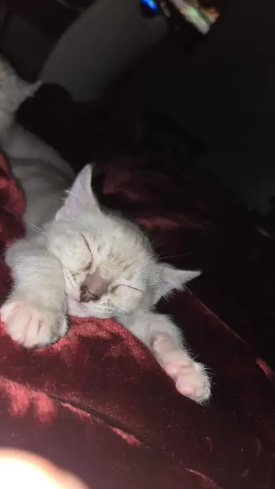 Bengal  × Highland lynx, View more