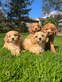 9 week old Cockapoo puppies ready to go home 