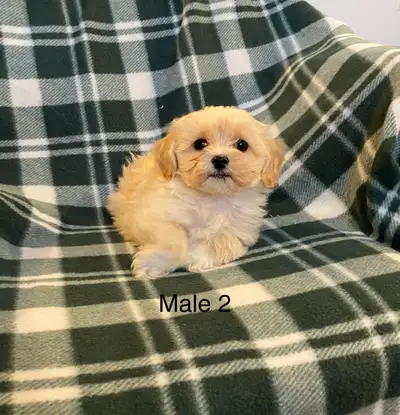 Maltipoo puppies, View more