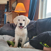 Fully vaccinated golden retriever puppy needing his forever home
