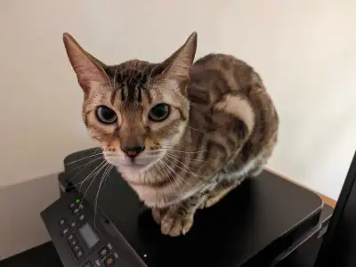 Nous cherchons une famille pour notre chat Bengal, couleur Snow Mink (rare). Il est Stérélisé, dégri...