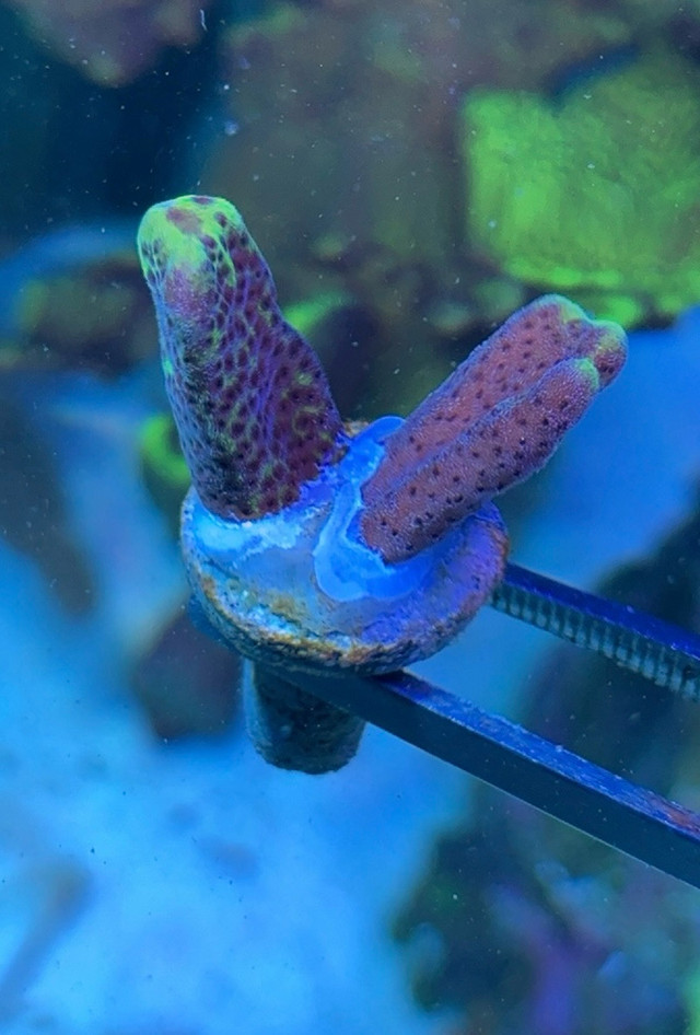 Coral Frags in Other in Calgary - Image 3