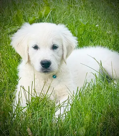 English Golden Retrievers CKC, View more