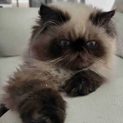 Update: One male still available.  2-Month-Old, View more