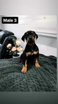 10 beautiful puppies Ready To Go Home