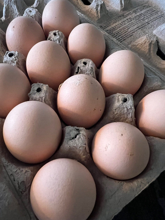 Lavender Orpington Hatching Eggs in Livestock in Winnipeg - Image 2