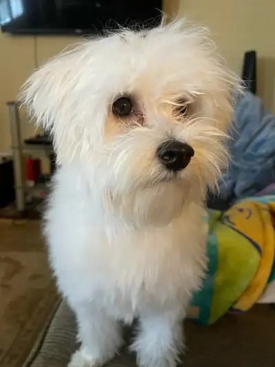 Morkie for sale, View more