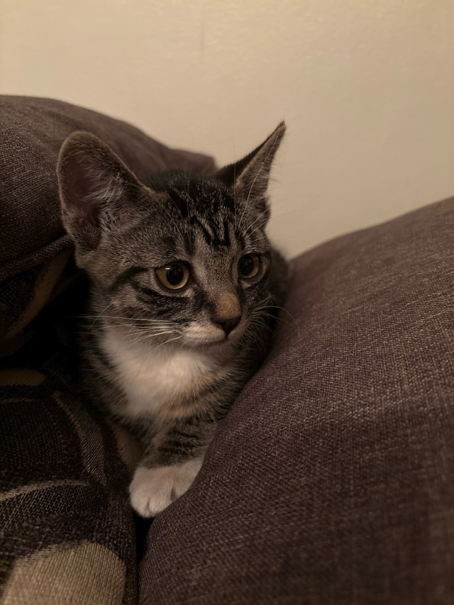 kitten for sale in Cats & Kittens for Rehoming in Vernon - Image 3