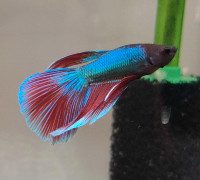 Male Betta looking for home $12