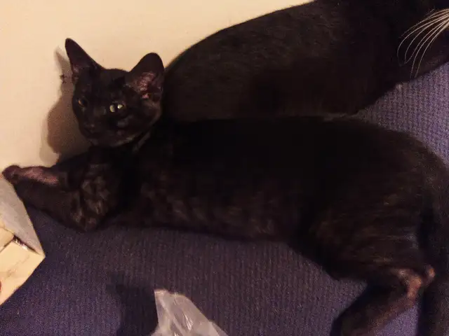 Chaton pour adoption in Cats & Kittens for Rehoming in Laurentides - Image 3