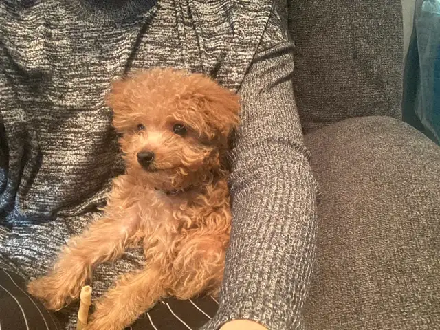 Toy Poodle puppy Female in Dogs & Puppies for Rehoming in Markham / York Region - Image 4