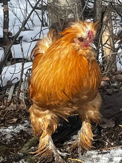 Silkie Rooster looking for new flock, View more