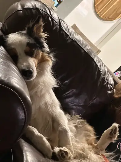 3 year old Australian Sheppard  “Mylo “, View more