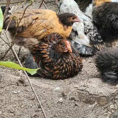 1x barnevelder x gold wyndott 1x olive egger- (olive egger x ameraucana) 1x olive egger (ameraucana...