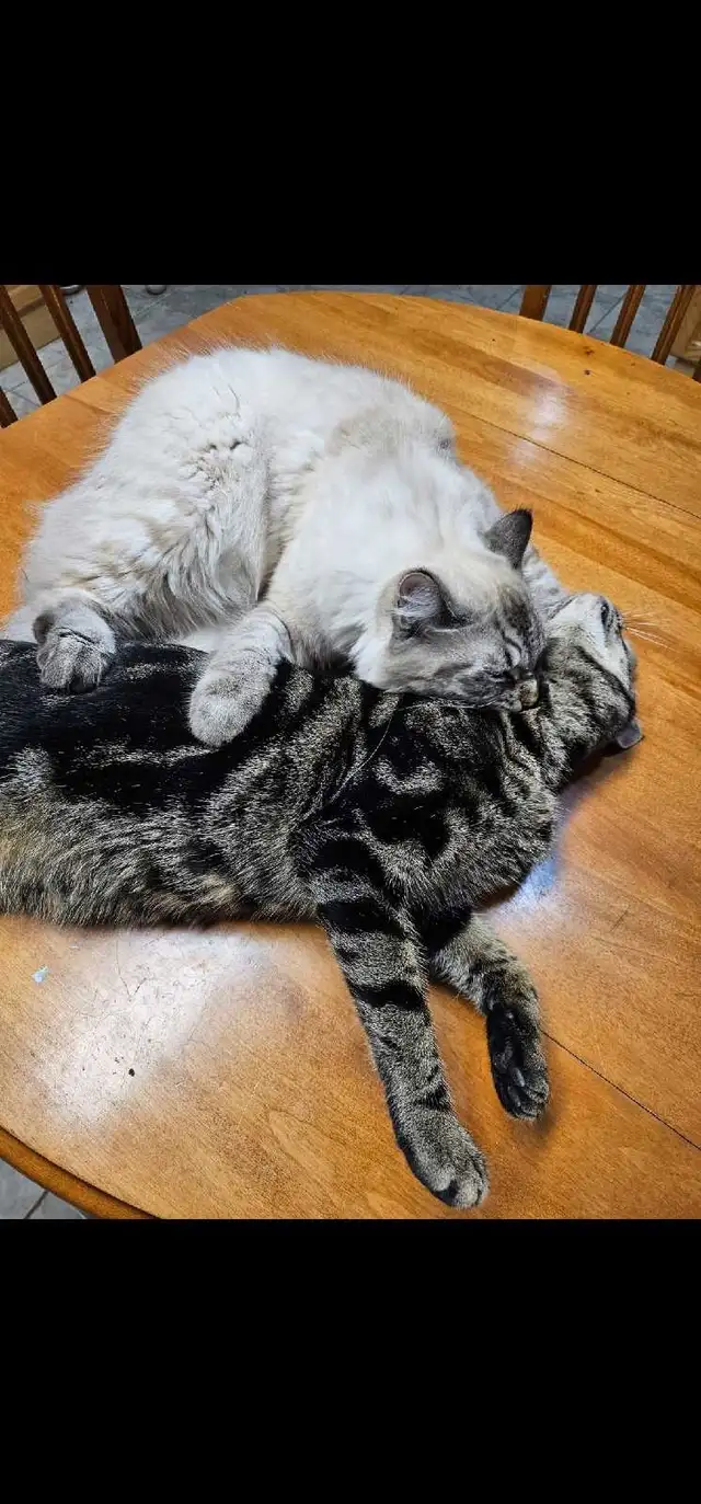 A Cat Named Mango, my cat's BF64407496931457122