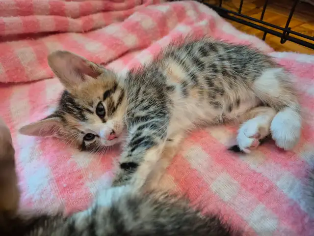 Savannah in Cats & Kittens for Rehoming in Laval / North Shore - Image 3