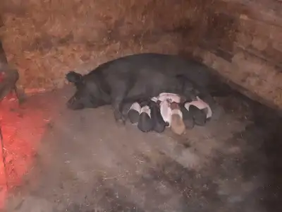 Berkshire/ Hampshire piglets., View more