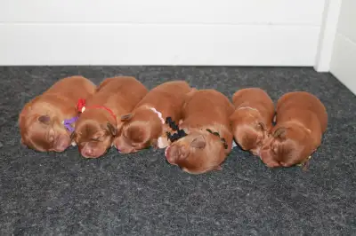 Nova Scotia duck tollers will be ready to go mid August. Our priority is to give the best start for...