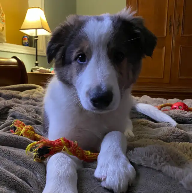 Chiots border-collie mélangé avec Shetland à vendre in Dogs & Puppies for Rehoming in Longueuil / South Shore - Image 5