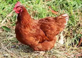Brown Laying Hens, View more