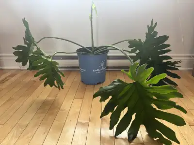 Philodendron Giant, View more