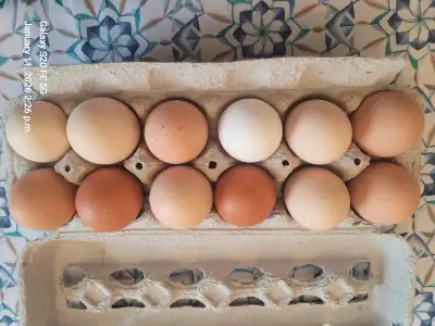 Note: I am not an egg producer, I am a hobby farmer. Selling eating eggs, fertilized eggs, live bird...