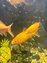 Goldfish 3-4”