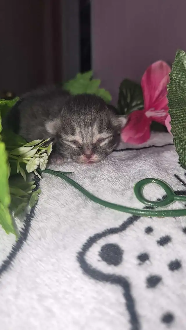 Maine Coon &amp; persian