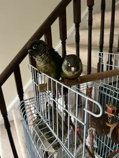 Conures for trade or selling, View more