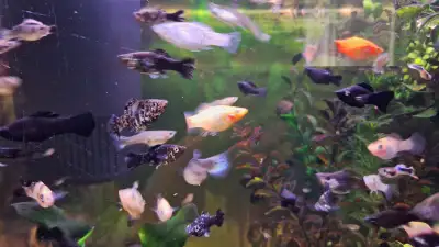 Adult Molly fish for sale, View more