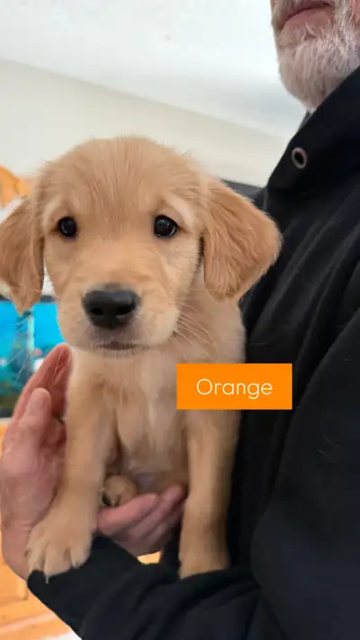 Golden Retriever Puppies - Family raised, View more