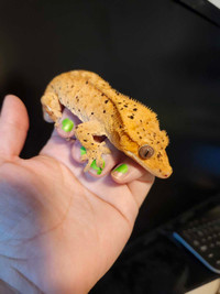 Superdalmation crested gecko