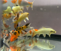 large size japanese koi for sale at TT pets