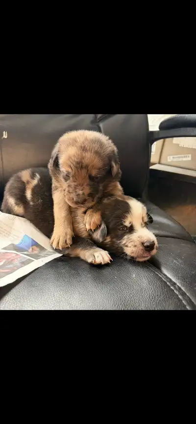 Puppies for sale $500, View more